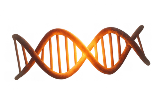 Dna double helix structure forming genetic code scientific research and molecular biology concept on transparent background