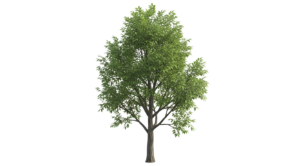 Vibrant green tree with dense foliage, perfect for enhancing your nature-themed designs and bringing an organic touch