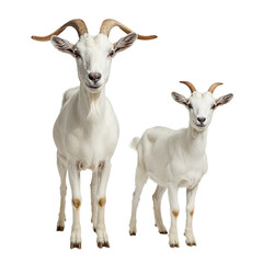 Fototapeta premium Two white goats standing together isolated on transparent background