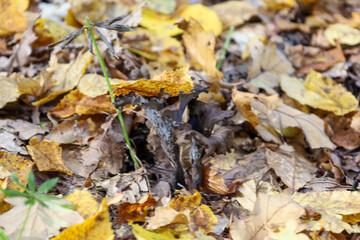 A rare black tube-shaped mushroom (possibly a black chanterelle or horn of plenty) peeks out from beneath a thick layer of fallen autumn leaves.