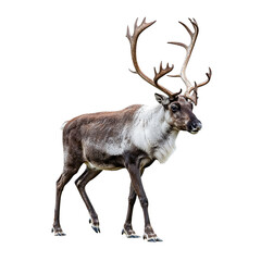 Fototapeta premium Majestic reindeer with large antlers isolated on transparent background
