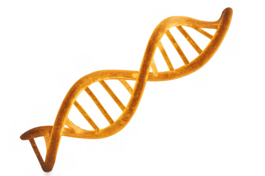 Dna double helix structure illustrating genetics and biotechnology concepts with a transparent background