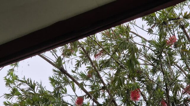 Rain View on Red Bottlebrush Tree Seen from Underneath the Roof Eaves