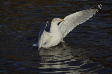 the herring gull (Larus argentatus)