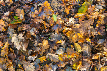 Natural abstract autumn leaves on the ground. Red and orange autumn leaves, abstract park background foliage. Fallen leaves autumn season. Fallen leaves autumn nature background. Yellow background