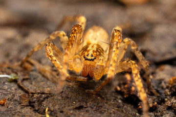 Spider Anyphaena accentuata of European nature