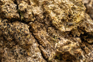 Macro texture and detail of tree bark, Tree bark texture. Nature, wood background, Close-up of a tree trunk