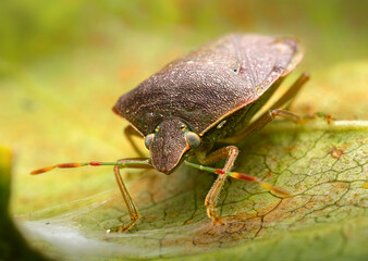 A small creature on a green leaf in nature. Macro