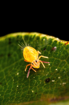 Vue lat&eacute;rale d'un tr&egrave;s petit insecte de la queue du springtail globulaire (Dicyrtomina minuta) rampant sur l'&eacute;corce d'un arbre mort