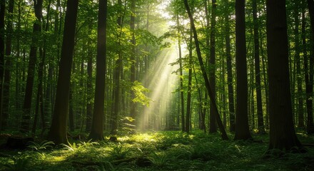 Obraz premium Dense temperate forest landscape with bright sunlight filtering through the canopy, illuminating the lush green undergrowth below ,jungle ,dense ,summer