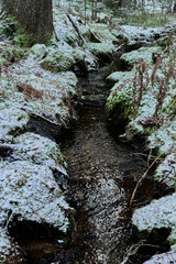 Nordic Winter Forest Creek