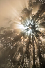 Misty eucalyptus forest scene, Bright sunlight filters softly through towering trees and fog
