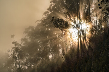 Misty eucalyptus forest scene, Bright sunlight filters softly through towering trees and fog
