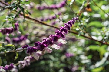Serene depiction of fuzzy purple and white tubular flowers amid vibrant foliage