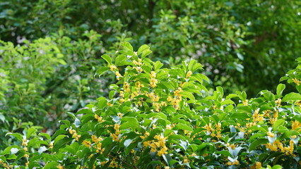 One perfume yellow flowers blooming in autumn on the south of the China