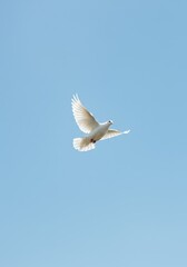 Fototapeta premium A blank white dove silhouette flying across a clear sky symbolizes hope, serenity, and a fresh start for global harmony and conflict resolution ,bright ,daylight ,simple