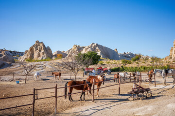A serene ranch scene in Cappadocia, Turkey, featuring multiple horses standing inside a fenced paddock with dramatic rock formations rising in the background