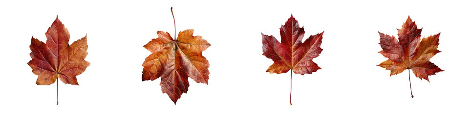 Stunning Arrangement of Autumn Leaves with Warm Colors and Natural Textures for Seasonal Decor, Isolated foliage. Maple autumn leaves. Fall leaf branch
