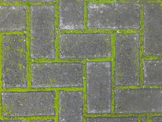 Gray Brick Pavement with Bright Green Moss Growing Between Pavers