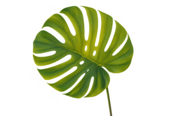 Monstera deliciosa tropical leaf, a popular houseplant, with green botanical design and transparent background
