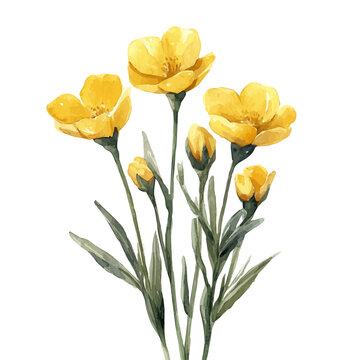 yellow watercolor buttercups on white background clip art preview