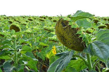 Field of Mature Sunflowers with Drooping Heads Ready for Harvest