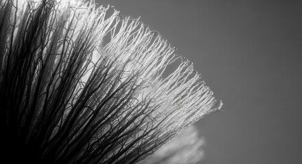 Abstract Macro Photography Captures Delicate Fiber Structure Against Dimmed Background