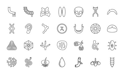 Anatomy and biology line icon set. Vector pictograms of human skull, ear, jaw, intestines, neurons, blood, cells, and internal structures, thin linear illustration.