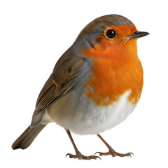 Robin bird isolated on white background