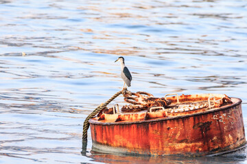 Black-crowned Night Heron Perched on Rusty Mooring Buoy in Calm Harbor Waters