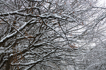 Snow-covered tree branches in winter with beautiful textural pattern. Zheleznovodsk, Russia