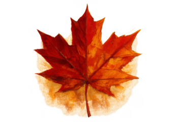 Maple leaf watercolor painting showing vibrant fall colors and canada symbolism on transparent background