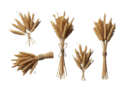 Top-down view of five distinct groupings of ripe, golden wheat and barley cereal grain stalks, one bundle tied with rustic twine, on a clean transparent background with no shadows, concept of
