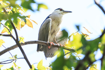 Black-crowned Night Heron Perched High in a Sunny Tree