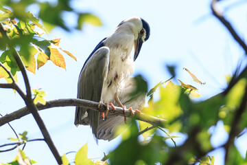 Black-crowned Night Heron Perched High in a Sunny Tree