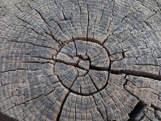 Fototapeta premium Old wood texture brawn tree