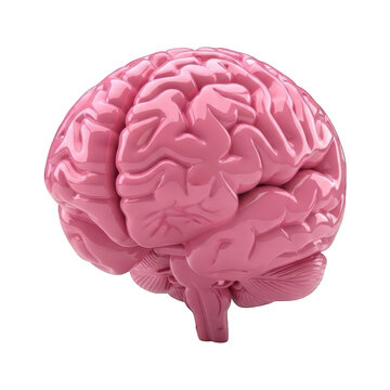 Glossy pink anatomical model of the human cerebrum shown in side view
