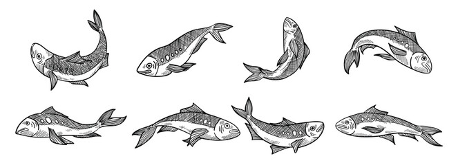 hand drawn sardine vectors
