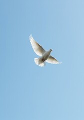 Obraz premium A blank white dove silhouette flying across a clear sky symbolizes hope, serenity, and a fresh start for global harmony and conflict resolution ,fresh start ,bright ,religion