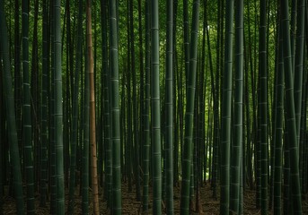 A dense grove of vibrant green bamboo shoots and mature culms creating a calming natural background texture and decorative screen ,light ,nature ,shoot