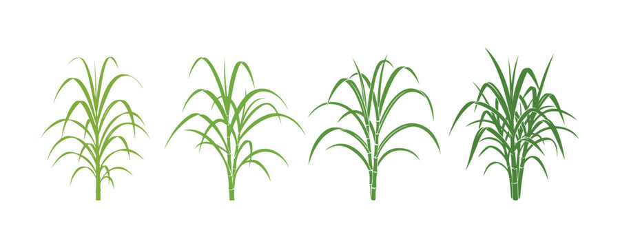 Sugar Cane Graphic Design, Stem Leave