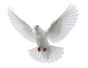 Obraz premium Untitled design white dove flying on the transparent background 