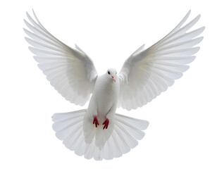 Obraz premium white dove flying on the transparent background