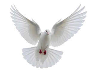 white dove flying on the transparent background