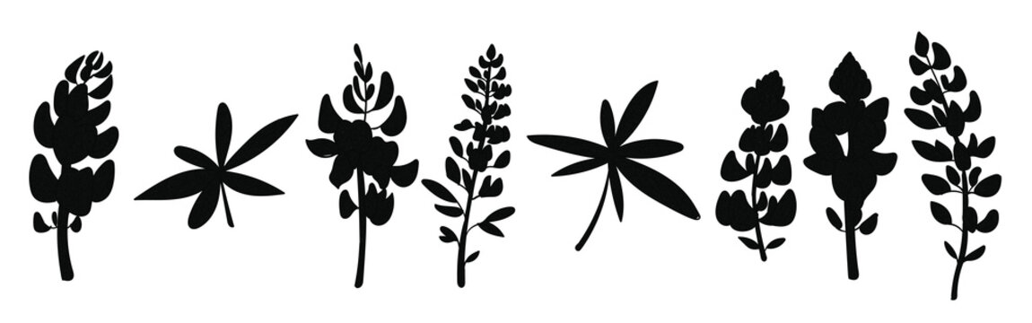 bluebonnet flower vectors 