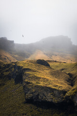 Moosy landscape with sea gulls in iceland