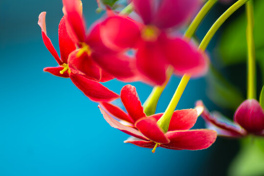 Rangoon creeper vibrant Red Flowers Against Blue Striking Botanical Macro