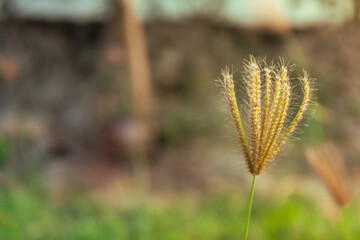 Golden Grass Seed Head Nature's Delicate Beauty in Sunlight