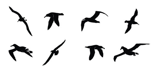 flying albatross silhouette vector