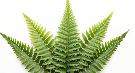 Five green fern fronds